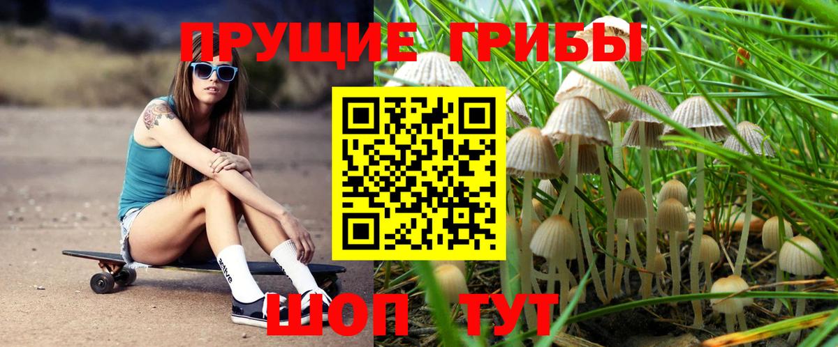 Псилоцибиновые грибы Cubensis Дедовск